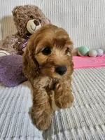 Desi, a female Cockapoo for sale in Fitzgerald, GA – 6 of 7