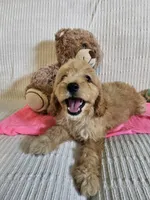 Isabel , a female Cockapoo for sale in Fitzgerald, GA – 4 of 5