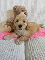 Isabel , a female Cockapoo for sale in Fitzgerald, GA – 3 of 5