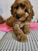 Desi, a female Cockapoo for sale in Fitzgerald, GA – 3 of 7