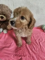 Starla, a female Cockapoo for sale in Fitzgerald, GA – 4 of 7