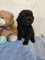 Todd, a male Cockapoo for sale in Fitzgerald, GA – 5 of 6