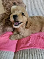 Isabel , a female Cockapoo for sale in Fitzgerald, GA – 2 of 5