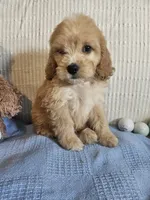 Beau , a male Cockapoo for sale in Fitzgerald, GA – 4 of 7