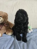 Rodney , a male Cockapoo for sale in Fitzgerald, GA – 4 of 10