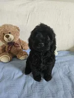 Rodney , a male Cockapoo for sale in Fitzgerald, GA – 6 of 10
