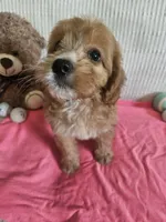 Starla, a female Cockapoo for sale in Fitzgerald, GA – 5 of 7