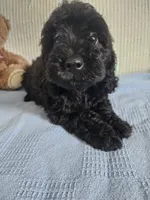 Rodney , a male Cockapoo for sale in Fitzgerald, GA – 7 of 10