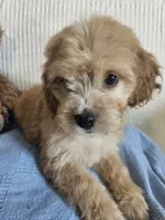 Beau , a male Cockapoo for sale in Fitzgerald, GA – 5 of 7