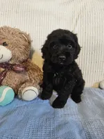 Todd, a male Cockapoo for sale in Fitzgerald, GA – 4 of 6