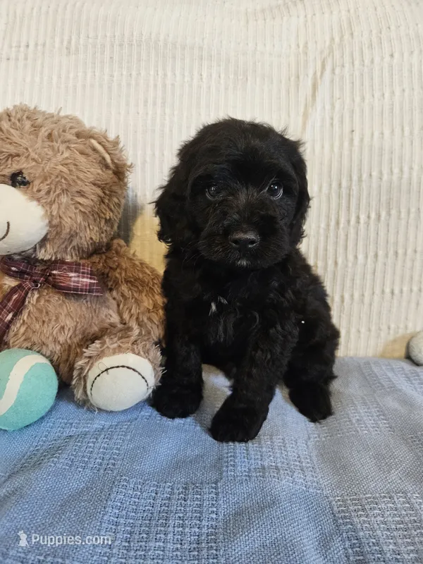 Todd – Cockapoo puppy for sale in Fitzgerald, GA