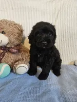 Todd, a male Cockapoo for sale in Fitzgerald, GA – 1 of 6