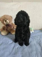 Rodney , a male Cockapoo for sale in Fitzgerald, GA – 2 of 10