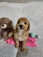Starla, a female Cockapoo for sale in Fitzgerald, GA – 2 of 7