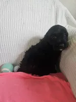 Sandy, a female Cockapoo for sale in Fitzgerald, GA – 5 of 6
