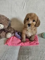 Starla, a female Cockapoo for sale in Fitzgerald, GA – 6 of 7