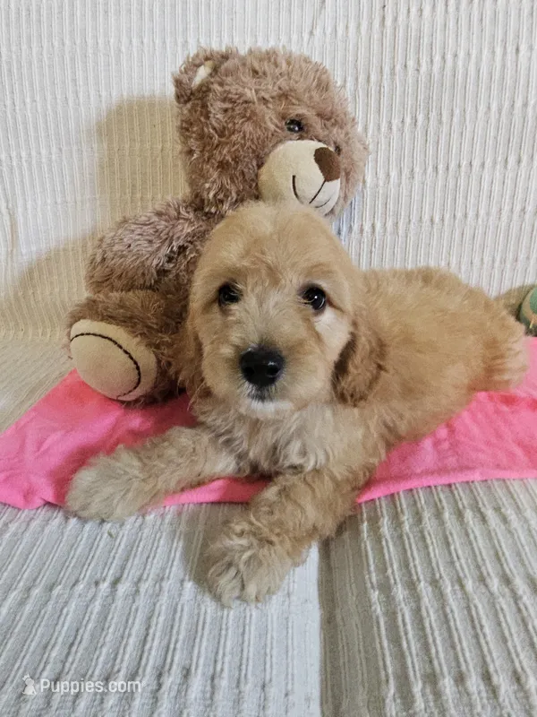 Isabel  – Cockapoo puppy for sale in Fitzgerald, GA