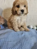 Beau , a male Cockapoo for sale in Fitzgerald, GA – 3 of 7