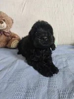 Rodney , a male Cockapoo for sale in Fitzgerald, GA – 5 of 10