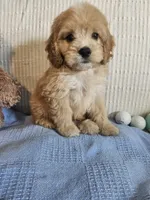 Beau , a male Cockapoo for sale in Fitzgerald, GA – 1 of 7