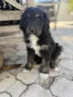 Eilish, a female Aussiedoodle for sale in Tampa, FL – Photo 1 of 2
