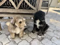 Eilish, a female Aussiedoodle for sale in Tampa, FL – Photo 2 of 2
