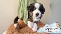Sparrow (Cptn Jack), a male Bernedoodle for sale in Westminster, CO – 4 of 10