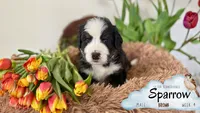 Sparrow (Cptn Jack), a male Bernedoodle for sale in Westminster, CO – 5 of 10