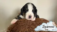 Sparrow (Cptn Jack), a male Bernedoodle for sale in Westminster, CO – 7 of 10