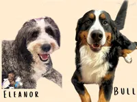Sparrow (Cptn Jack), a male Bernedoodle for sale in Westminster, CO – 8 of 10