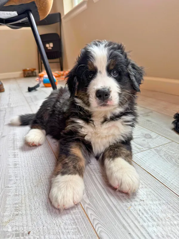 Sparrow (Cptn Jack) – Bernedoodle puppy for sale in Westminster, CO