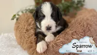 Sparrow (Cptn Jack), a male Bernedoodle for sale in Westminster, CO – 6 of 10