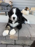 Sparrow (Cptn Jack), a male Bernedoodle for sale in Westminster, CO – 2 of 10