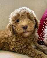 Ruby – Red AKC Miniature Poodle Puppy Female, a female Poodle - Miniature  for sale in Alexandria, VA – 7 of 7