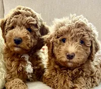 Ruby – Red AKC Miniature Poodle Puppy Female, a female Poodle - Miniature  for sale in Alexandria, VA – 3 of 7
