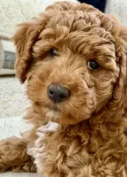 Ruby – Red AKC Miniature Poodle Puppy Female, a female Poodle - Miniature  for sale in Alexandria, VA – 6 of 7