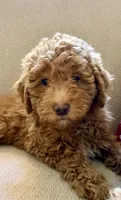Ruby – Red AKC Miniature Poodle Puppy Female, a female Poodle - Miniature  for sale in Alexandria, VA – 1 of 7