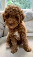 Ruby – Red AKC Miniature Poodle Puppy Female, a female Poodle - Miniature  for sale in Alexandria, VA – 4 of 7
