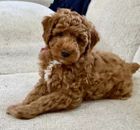 Ruby – Red AKC Miniature Poodle Puppy Female, a female Poodle - Miniature  for sale in Alexandria, VA – 5 of 7