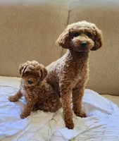 Ruby – Red AKC Miniature Poodle Puppy Female, a female Poodle - Miniature  for sale in Alexandria, VA – 2 of 7