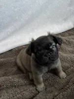 Fae, a male French Bulldog for sale in Mesa, AZ – 2 of 5