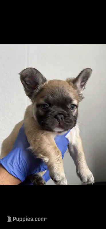 Ric – French Bulldog puppy for sale in Mesa, AZ