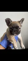 Ric, a male French Bulldog for sale in Mesa, AZ – 5 of 7