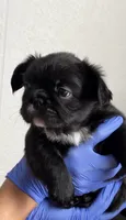 Toni, a male French Bulldog for sale in Mesa, AZ – 2 of 4