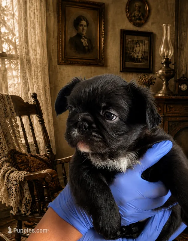 Toni – French Bulldog puppy for sale in Phoenix, AZ