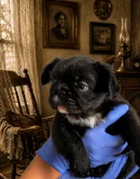 Toni, a male French Bulldog for sale in Phoenix, AZ – 1 of 4
