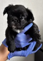 Toni, a male French Bulldog for sale in Mesa, AZ – 3 of 4