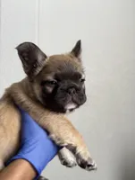 Ric, a male French Bulldog for sale in Mesa, AZ – 3 of 7