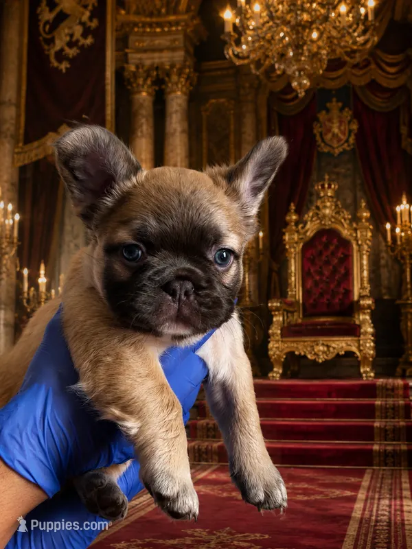 Ric – French Bulldog puppy for sale in Phoenix, AZ