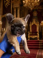 Ric, a male French Bulldog for sale in Phoenix, AZ – 1 of 7
